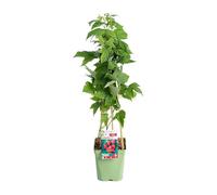 BOTANIC®-Framboisier Autumn Bliss Bio. Le pot de 5 litres