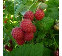 BOTANIC®-Framboisier Délice de framboise bio botanic rouge. Le pot de 2 litres