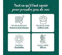 BOTANIC®-Framboisier Golden Everest Bio. Le pot de 2 litres