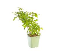 BOTANIC®-Framboisier Golden Everest Bio. Le pot de 5 litres