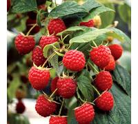 BOTANIC®-Framboisier Heritage Bio. Le pot de 1 litre