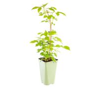 BOTANIC®-Framboisier Marastar Bio. Le pot de 1 litre