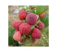 BOTANIC®-Framboisier Paris Bio. Le pot de 5 litres