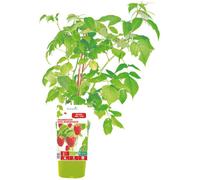 BOTANIC®-Framboisier Zeva Bio. Le pot de 1 litre