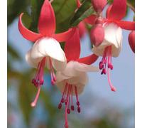 BOTANIC®-Fuchsia Alice Hoffman - Le pot de 9 x 9 cm