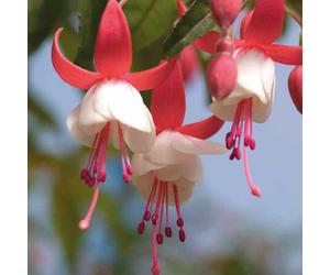 BOTANIC®-Fuchsia Alice Hoffman - Le pot de 9 x 9 cm