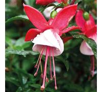 BOTANIC®-Fuchsia Mme Cornelissen - Le pot de 9 x 9 cm