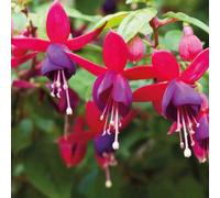 BOTANIC®-Fuchsia Nain rouge violet - Le pot de 9 x 9 cm