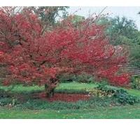 BOTANIC®-Fusain ailé (Euonymus Alatus) 40/60. Le pot de 5 litres
