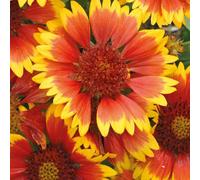 BOTANIC®-Gaillarde rouge jaune - Le pot de 9 x 9 cm
