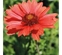BOTANIC®-Gaillarde rouge - Le pot de 9 x 9 cm