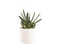 BOTANIC®-Gasteria panachage par 18 pot émaillé diamètre20x30 cm