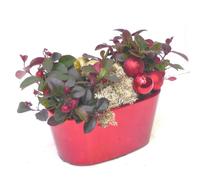 BOTANIC®-Gaultheria à baies rouges - La coupe céramique