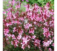 BOTANIC®-Gaura Rose - Le pot de 1 litre