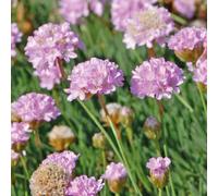 BOTANIC®-Gazon D'Espagne Rose - Le pot de 9 x 9 cm