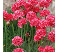 BOTANIC®-Gazon D'Espagne rouge - Le pot de 9 x 9 cm