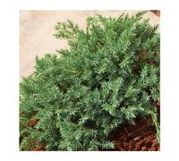 BOTANIC®-Genévrier Blue Carpet - pot 2 L