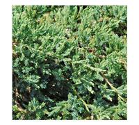 BOTANIC®-Genévrier écailleux - Pot de 5L