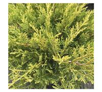 BOTANIC®-Genévrier jaune - Pot de 2L