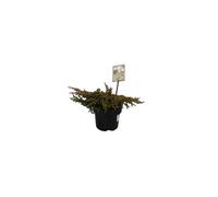 BOTANIC®-Genévrier rampant Juniperus Communis Goldschatz jaune en pot de 2 L