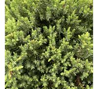 BOTANIC®-Genévrier rampant Procumbens nana. Le pot de 3 litres, 30/40