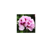 BOTANIC®-Géranium pensée à grandes fleurs divers coloris. Le pot de 1 litre