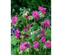 BOTANIC®-Géranium vivace des Balkans - Le pot de 2 litres