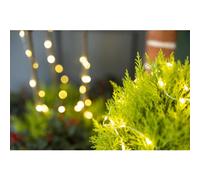 BOTANIC®-Gold crest tige 2 boules - Le pot de 2.5 litres