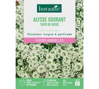 BOTANIC®-Graines de fleurs d'Alysse odorant tapis de neige botanic