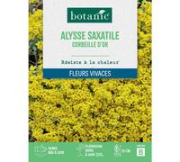 BOTANIC®-Graines de fleurs d'Alysse saxatile corbeille d'or botanic
