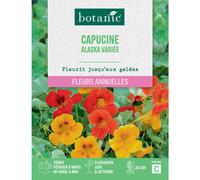 BOTANIC®-Graines de fleurs de Capucine Alaska variée botanic