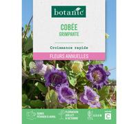 BOTANIC®-Graines de fleurs de Cobée grimpante botanic