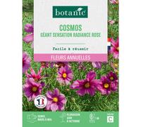 BOTANIC®-Graines de fleurs de Cosmos géant Sensation radiance rose botanic
