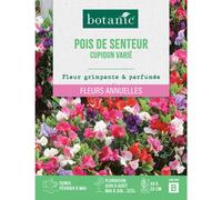 BOTANIC®-Graines de fleurs de Pois de senteur cupidon varié botanic