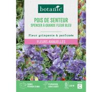 BOTANIC®-Graines de fleurs de Pois de senteur spencer à grande fleur bleu botanic