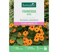 BOTANIC®-Graines de fleurs de Suzanneauxyeuxnoirs ou Thunbergia alata botanic