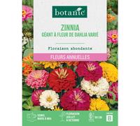 BOTANIC®-Graines de fleurs de Zinnia géant à fleur de dahlia varié botanic