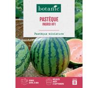 BOTANIC®-Graines de melon d'eau pastèque Ingrid HF1 - graines à semer