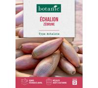 BOTANIC®-Graines d'échalion zebrune botanic - graines à semer