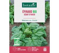 BOTANIC®-Graines d'épinard géant d'hiver bio botanic - graines à semer