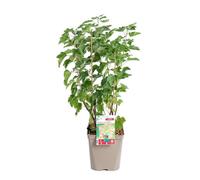 BOTANIC®-Groseillier A Grappe Blanka Bio. Le pot de 5 litres