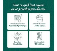 BOTANIC®-Groseillier A Grappe Jonkheer Van Tets Bio. Le pot de 5 litres