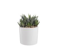 BOTANIC®-Haworthia mix en pot émaillé blanc diamètre 10 cm