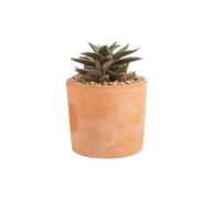 BOTANIC®-Haworthia mix en pot terre cuite H 15 x diamètre 10 cm