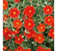 BOTANIC®-Helianthème rouge - Le pot de 9 x 9 cm