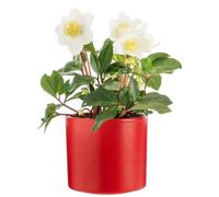 BOTANIC®-Hellébore cache-pot céramique rouge - diamètre 13,5 cm