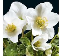 BOTANIC®-Hellébore Niger ou rose de Noël blanche. Le pot de 1 litre