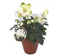 BOTANIC®-Hellébore Niger ou Rose de Noël - Le pot de 30 cm
