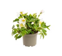 BOTANIC®-Hellébore (ou Rose de Noël) blancHE HGC DIVA - Le pot de 1,5 litres