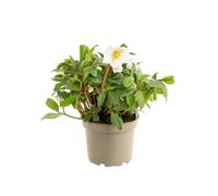 BOTANIC®-Hellébore (ou Rose de Noël) blancHE HGC JERRY - Le pot de 1,5 litres